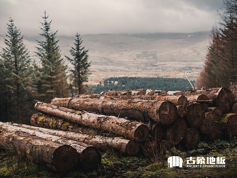 建立速生丰林产基地