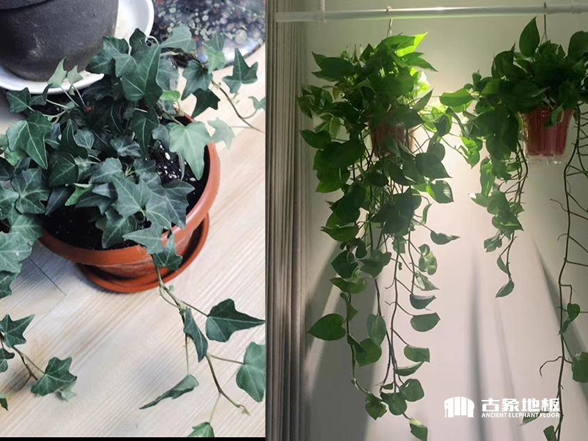 新房装修后放什么植物比较好