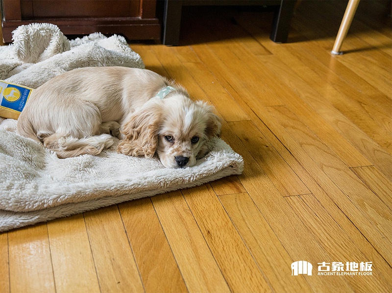 实木地板夏季保养