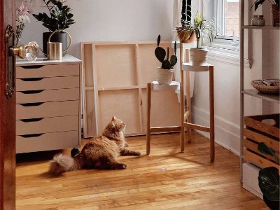 木地板为什么会发霉变黑