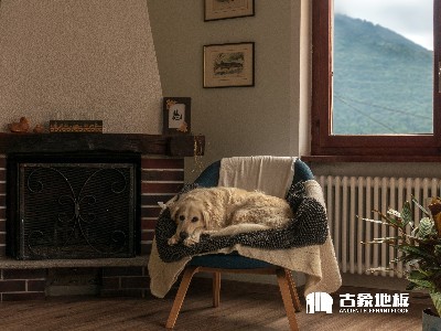 养宠物适合铺装强化地板吗