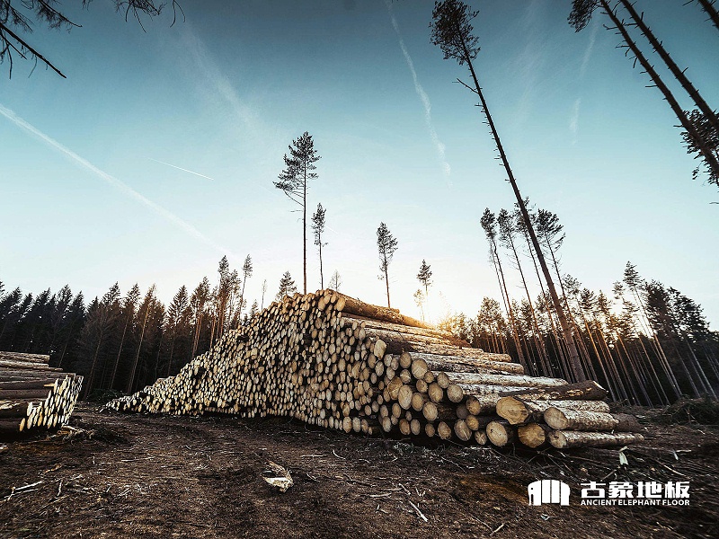古象地板采用进口大径级原木