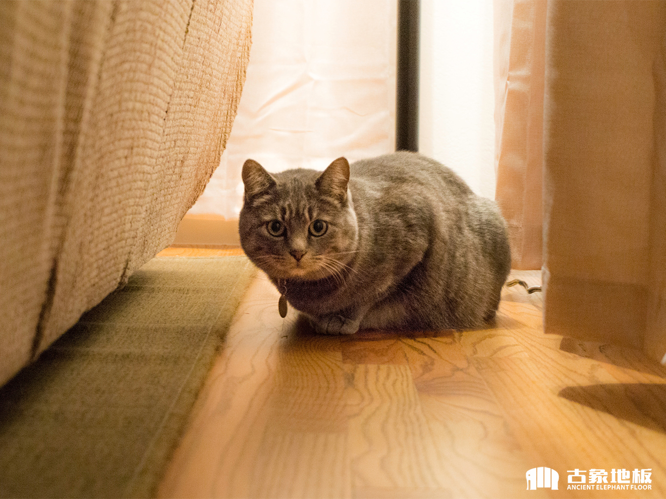 柚木实木地板有什么特点